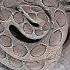 Russell Viper The Aggressive Sound