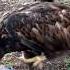 Орлан БЕЛОХВОСТ ОЧЕНЬ поучительная ИСТОРИЯ Eagle Chicks Are Sharing Food