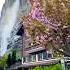 STUNNING VIEW OF STAUBBACH FALLS LAUTERBRUNNEN BLOOMING SAKURA IN APRIL Switzerland Grindelwald