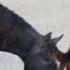 Carriage Horses Riding Horses Carriage Horses Raging Horses Horse Sounds