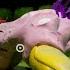 GARTEN OF BANBAN 6 BOSS FIGHT Baby Opila Bird