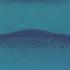 Finding The World S Biggest Hammerhead Shark Full Episode World S Biggest Hammerhead