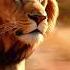 The Lion And Zeke The Zebra Fun Cartoon For Kids English Stories