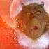 How The Grinch Stole Christmas The Grinch S Small Heart Grew Three Sizes That Day