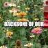 The Collapse Of Plant Kingdoms
