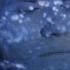Dream Lake World Of Dreams Official Video