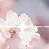 Colorful Flowers Tokyo Music Walker No Copyright Music