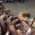 Pueraria Root Contains Such Delicious Food