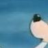 Fragmento Tex Avery Noche De Insomnio Doggone Tired Español Latino