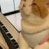 Brown White Cat Learns To Play Piano So Adorable Shorts Catlover Piano Cutecat