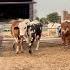 Alhumdullilah Hum Ny Qurbani Ka Janwr Le Lya Bht He Piara Hai