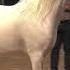 N 221 OM EL SINON LAS VEGAS 2019 Arabian World Cup Senior Breeding Stallions Class 125 Mp4