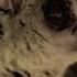 Bushbaby Risks It All For First Taste Of Banana Big Little Journeys BBC Earth