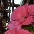 Romantic Saxophone Golden Saxophone Historia De Un Amor АК SAX MUSIC