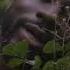 Kunle Day FREEDUMB Official Music Video