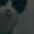 Meow Meow Nigga