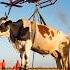 Helicopter Rescue Cow From Muddy Bog In Detroit United States Shorts Wildlife Animalrescue Love