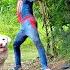 Smart Pitbull Hero With Spider Man Squad To Defeat King Kong Monster Rescue The Damsel