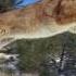 Cougar Mountain Lion Sounds