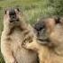 Groundhog Cute Animals Groundhog