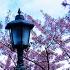 Matsumae Castle To Hakodate Best Cherry Blossom Road Trip In Hokkaido Toya Lake Goryokaku Cape