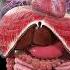 The Heartbeat Diaphragm Motion And Intestinal Peristalsis A Harmonious Trio