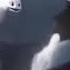 Toothless X The Light Fury Tribute