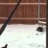 Oliver The Shih Tzu Puppy Has Trouble With The Sliding Glass Door