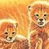 PixieLin S Storytime Cheetah Cubs By Ginjer L Clarke