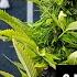 9 Mistakes To Avoid When Growing Autoflowering Cannabis