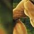 Tarzan Strangers Like Me 432hz