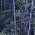 Welcome To The Mystic Forest With Many Secrets Lostplaces Abandonedexploration Travel