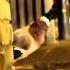 Bingo Players Get Up Rattle Feat Far East Movement Offical Video