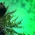 Green Sky Award Winning Short Film Incarnix