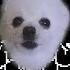 Undertale Megalovania Gabe The Dog Cover