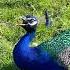 Yelling Peacock Sound