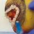 This Dragonfruit Ate Rocks Emergency FruitSurgery DiscountDentist Ep 33 Shorts