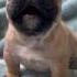 From Birth To Big Dog Heartwarming Journey Of A French Bulldog Puppy Shorts