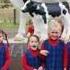 Cows Cow Island