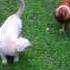 Chicken Chasing Cat