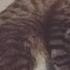 Bad Cats Club Funny Cat Video Compilation 2020