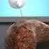How A Poop Transplant Works