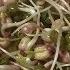 RAW VEGAN Sprouts The Perfect Raw Dinner Addition