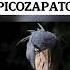 Bird Sounds Compilation PICOZAPATO KIWI LOON CASUARIO CAMPANERO BLANCO ARUCO