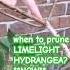 Limelight Pruning Gardening How And When To Prune Limelight Panicle Hydrangea