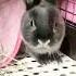Baby Bunny Screaming Rabbit Screaming Bunny Rabbit Scream Screaming Lovely Nomnom Viralshorts
