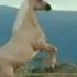 Silver Brumby Video