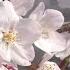 Relaxation Music Video With Beautiful Japanese Spring Cherry Blossoms HD