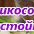 Настойка ликер на абрикосах