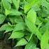 Banana Tissue Culture Nursery Plants